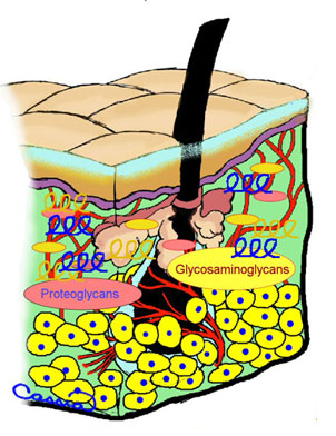 Healthy Hair Follicles