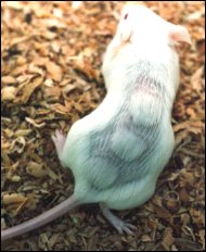 Mouse with Copper Peptides